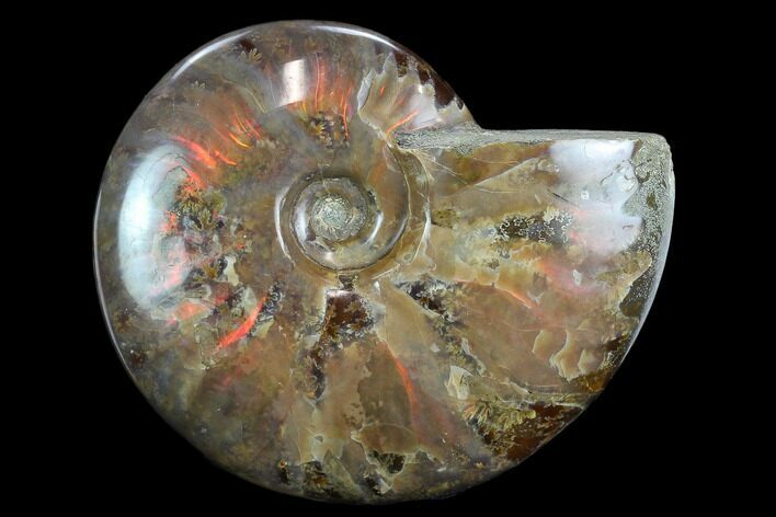 Flashy Red Iridescent Ammonite - Wide #127942